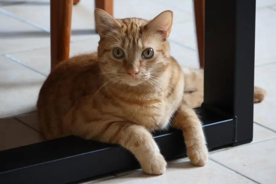 Animali domestici in casa: le nuove abitudini per una convivenza più semplice