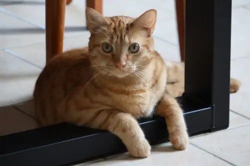 Animali domestici in casa: le nuove abitudini per una convivenza più semplice