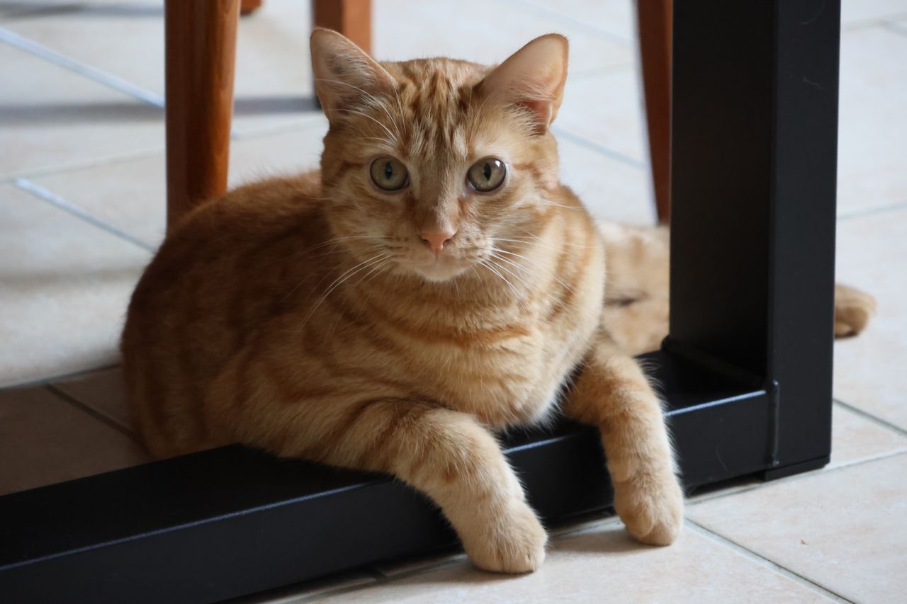 Animali domestici in casa: le nuove abitudini per una convivenza più semplice