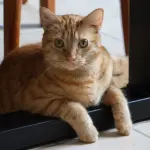 Animali domestici in casa: le nuove abitudini per una convivenza più semplice