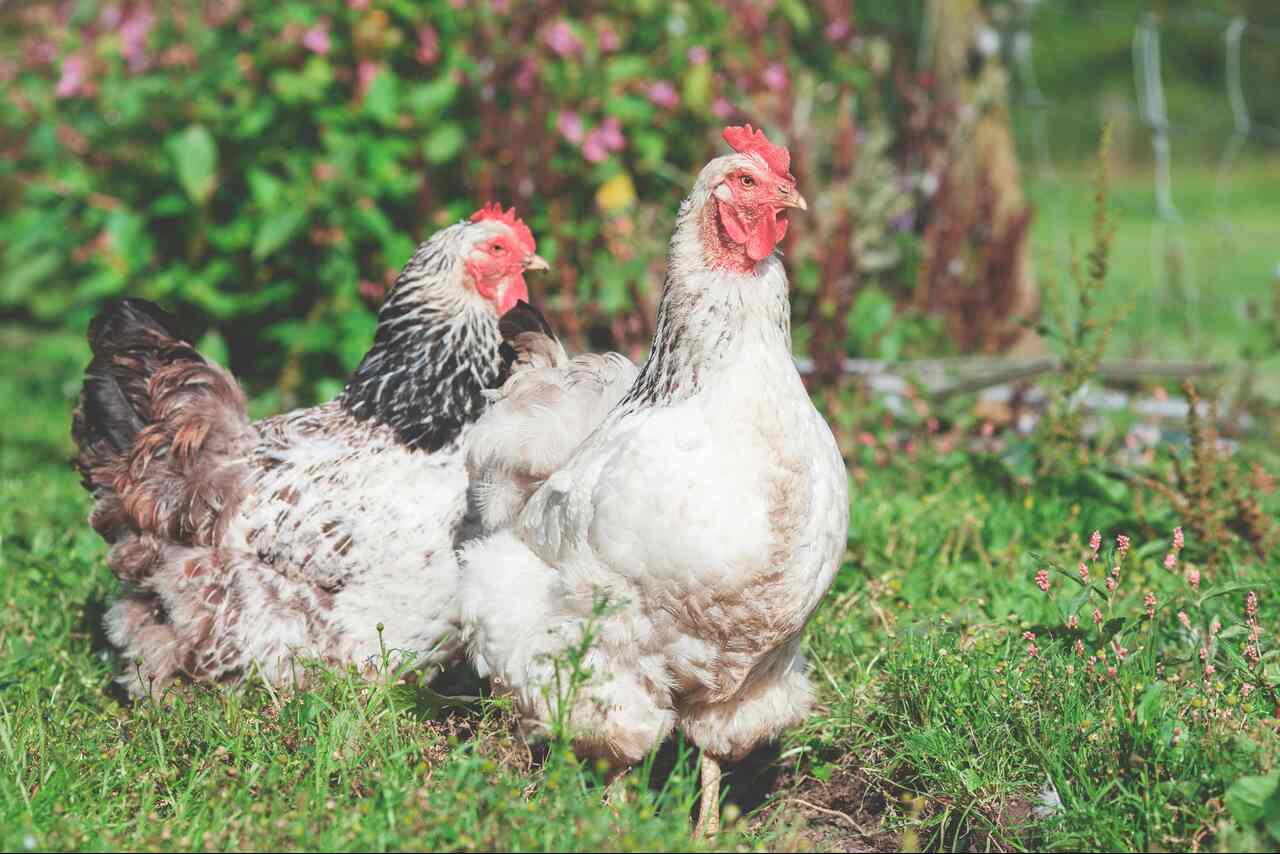 Allevare galline: guida per principianti e consigli da seguire