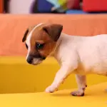 Quali sono i cani più veloci al mondo